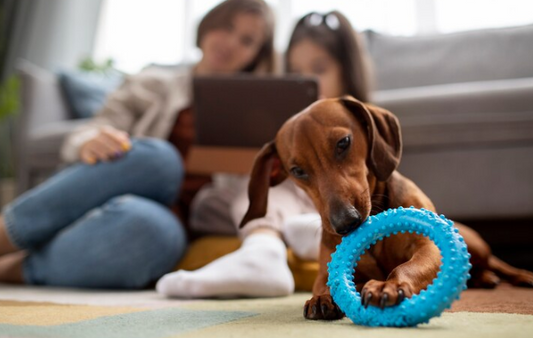 10 Essential Toys to Keep Your Dog Entertained and Happy